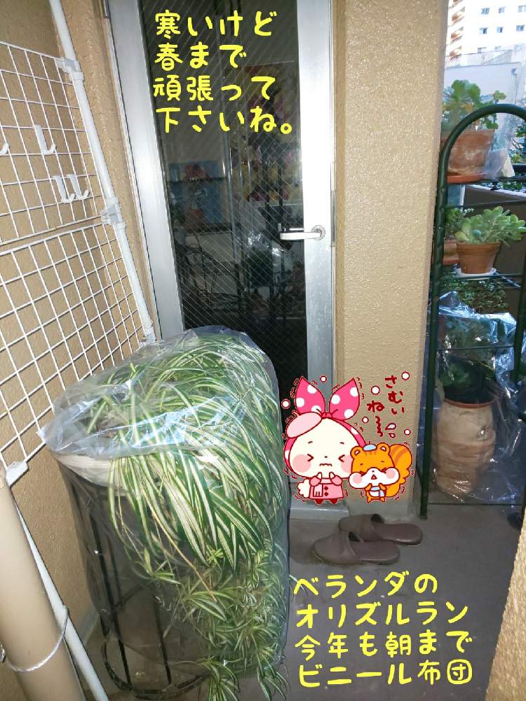 バルコニー/ベランダの画像 by チョウさんさん | バルコニー/ベランダとwow!!!と何でやねん!と勝手気ままにベランダ~とGS映えとGS日和と恋をしましょう!とおうち園芸と植中毒とHappyな気分と食わず嫌い?とタニラーと何となく幸せ!と珍奇植物と花とジジイ!と花のある暮らしとGREEN UP!とバルコニスト