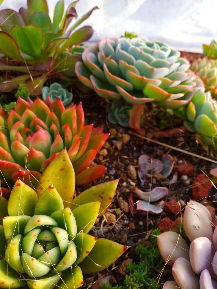の画像 by えいきち×GARDENさん | 第1の庭と多肉植物と 七福神とutmeと多肉大好きと露地植えとGS永ちゃん部と手作りの庭と庭づくりとユニクロutmeと本日撮影分と寄せ地植えとえいきち★ガーデンと地植え