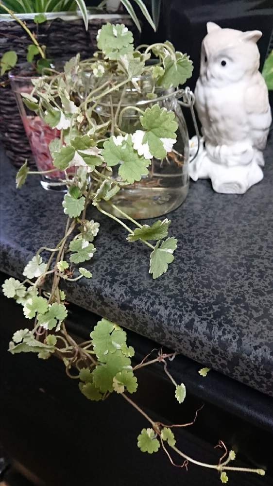 部屋の画像 by kaoさん | 部屋と斑入り グラウンドアイビーと爽やかな香りと観葉植物とグリーンのある暮らしと癒しgreenとおうち園芸とフクロウ祭