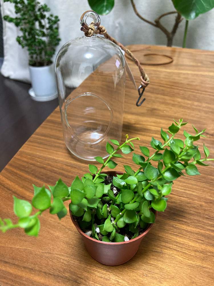 部屋の画像 by greenさん | 部屋とディスキディア ミリオンハートと増やしたい!とおうちの植物とグリーンのある暮らしとオザキフラワーパークと緑のカーテンとハンギングと花が見たいとチビちゃんとジャングル化計画