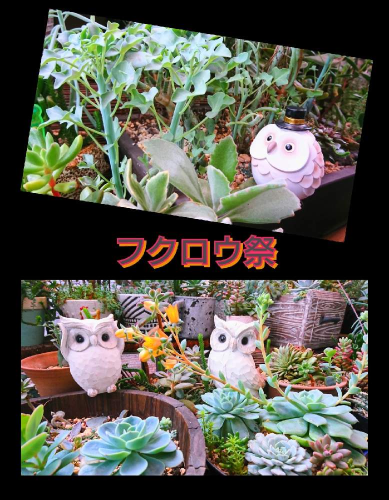 バルコニー/ベランダの画像 by のりっぺさん | バルコニー/ベランダとセネシオ 七宝樹とエケベリア 七福神さまとおかかサン's多肉チャンたち♥️と素敵便♥️と今を乗切るぞ!とharu.kさんの七福神さま♥️と多肉ちゃん初心者とそろそろ冬かにゃ…とフクロウ祭と楽しい園芸o(^o^)oとバルコニスト
