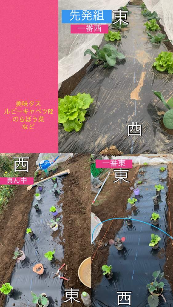 畑の画像 by kane flowerさん | 畑と美味タスとのらぼう菜と種取りルビーキャベツと借畑と家庭菜園とおうちde菜園と種からとおうち園芸と2020 K.F家庭菜園と埼玉県と自家製野菜と無農薬有機栽培と無農薬 無化学肥料栽培とK.F家庭菜園と再生栽培と種取りとK.Fキャベツ2020