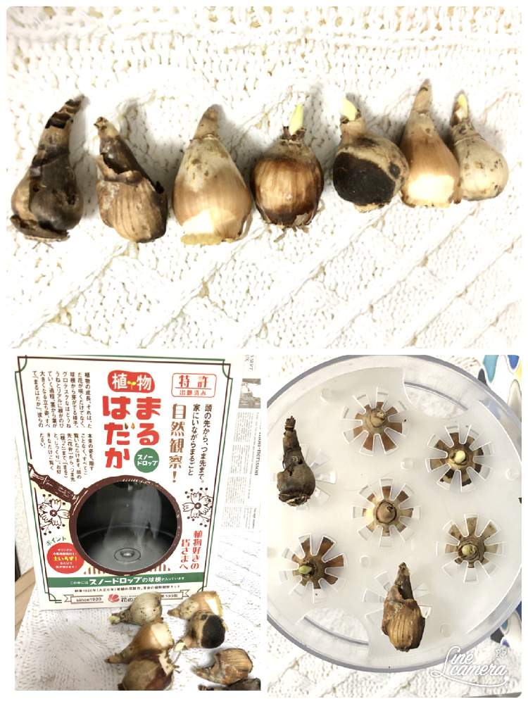 玄関の画像 by 花Taeさん | 玄関と山形とスノードロップ水栽培とおうち園芸と室内鑑賞と花のある暮らし