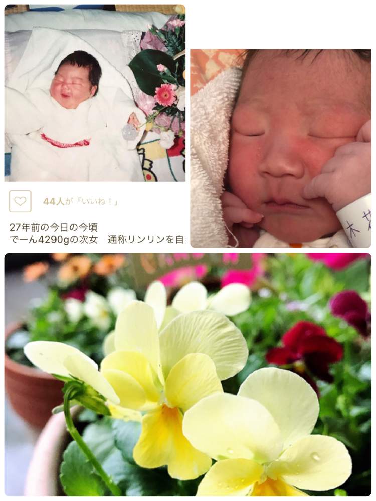 の画像 by りみさん | ビオラと鉢植えと寄植えとおうち園芸と産まれましたと1,000万枚突破とビオラ苗ケース希望と「パンジー&ビオラ寄植えフォトコンテスト」-CAINZと松江市と島根県とガーデニングと花のある暮らしとiPhone撮影