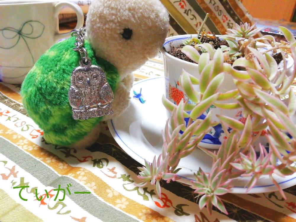 部屋の画像 by ティガーさん | 部屋とセダム・フクリンマンネングサと最前線のあなたへとかわいいのが好きとおうち園芸とコロナに負けるな!と接写が好きとシンプルが好きと植物好きと花のある暮らしと多肉の日と自然の不思議とフクロウ祭