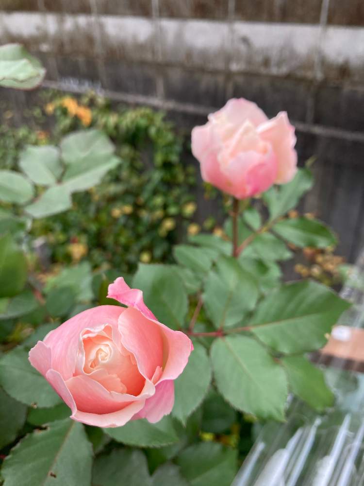 小さな庭の画像 by ササっとさんさん | 小さな庭とバラ ダフネと冬越しと大好きな子とやったで!と愛は奪うもの?と想像以上とおうち園芸とタクボ上空より愛をこめてと好きすぎてツラいのと時が止まる魔法の練習中とホビットの里を目指して