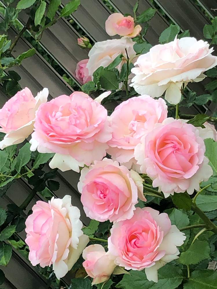 小さな庭の画像 by メグさん | 小さな庭とばら バラ 薔薇と薔薇愛同盟といつもありがとう♡とバラ・ピエールドゥロンサールと癒しと薔薇のある暮らし♡とおうち園芸と頑張ってと綺麗と森のがっこうと小さな幸せ♡と可愛いとGSでバラ園と花のある暮らしとお花のある生活と薔薇♪