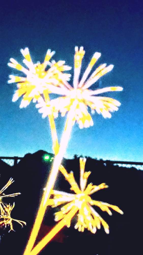 お出かけ先の画像 by TOTOROGAOさん | お出かけ先とアメリカセンダングサと#お花好き✨と植物のある暮らしと野あざみと私に、出来る ささやかな 想いと自然と 共にと# スマホ写真と# 私の 好きな 花 ☆とGSのみなさんに感謝♡と八ヶ岳への 道のり✨と大地✨地球上☆生命体と# 山野草と元気に Go!と#花のある暮らしと大きな 木と#朝散歩とガーデニングと素敵な仲間たちと散歩で見つけた素敵✨と#写真好き