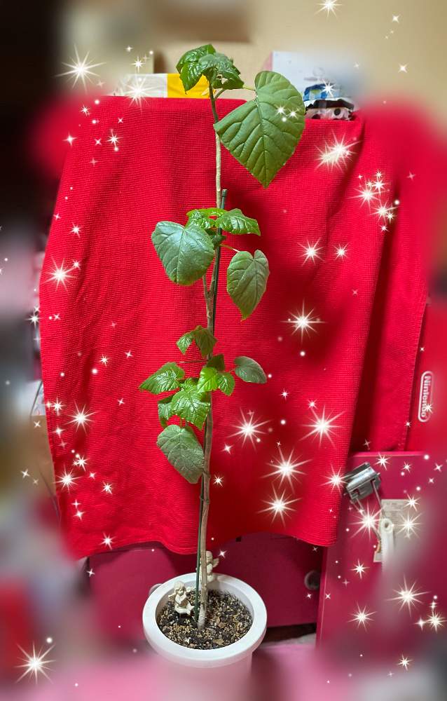 部屋の画像 by anelaさん | 部屋と観葉植物と相談と ウンベラータとハート型とハート葉っぱ