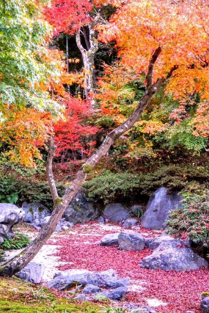 お出かけ先の画像 by 野ニンさん | お出かけ先と紅葉フォトコン2020と出版とGS映えとGreenSnapmarcheと花のある暮らしとGREEN UP!