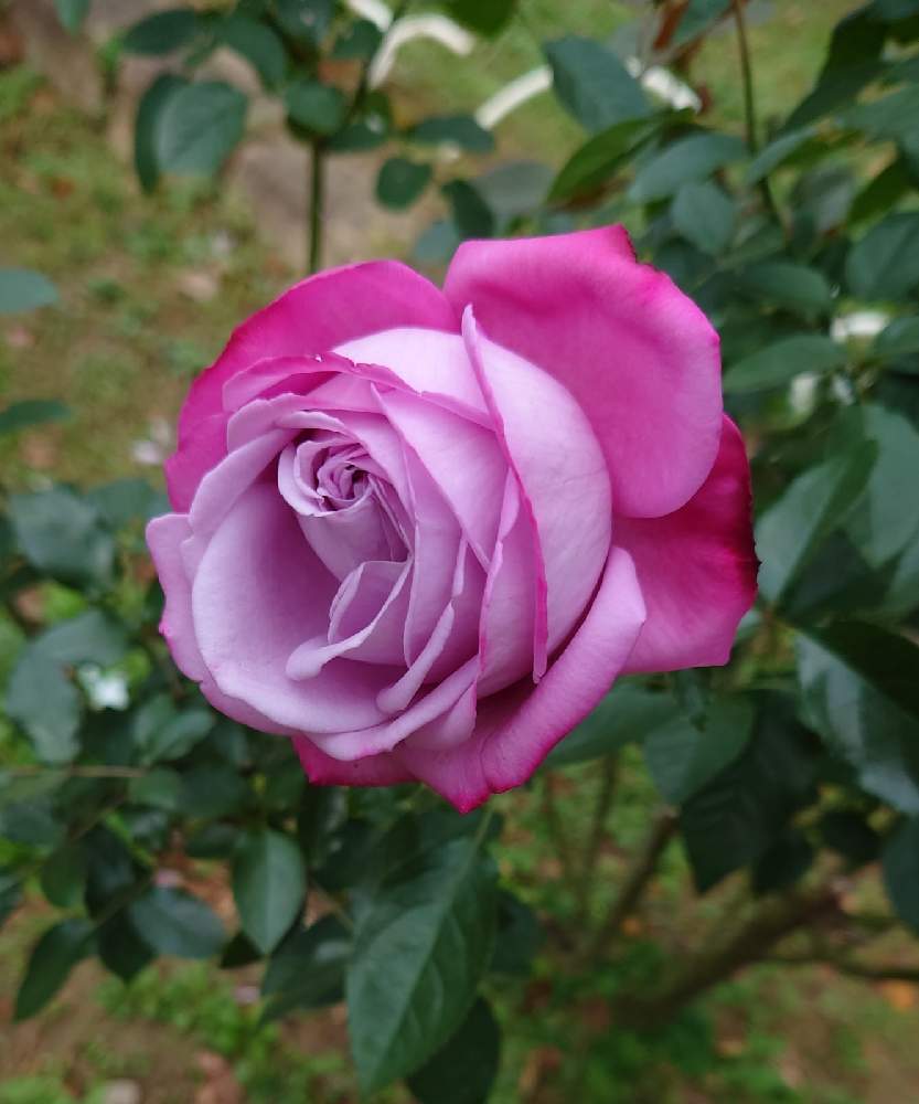 お出かけ先の画像 by カタカゴさん | お出かけ先と薔薇ブルーリバーと癒やされると代々木公園と医療・介護の皆様に感謝と乗り切ろうコロナと素敵な花と青薔薇マニアと秋の風情とチーム・ブルーNo.024ときれいと青い秋の花2020と頑張れ日本とありがとう医療従事者の方々と青い花マニアと薔薇♪とチーム・ブルーと良い香りと㊗️すずさん1200picと月曜日にはバラをと青い花で忘年会2020