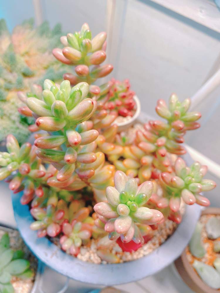 部屋の画像 by *sakusako*さん | 部屋とオーロラと多肉植物とおうち園芸と今日の一枚とリメ鉢と多肉女子とかわいいな♡と北海道と植物育成ライトと冬は室内管理