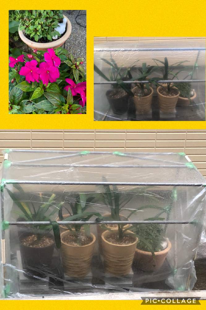 小さな庭の画像 by きんかんさん | 小さな庭と多肉植物初心者と観葉植物と山野草とおうち園芸と耐寒性多年草
