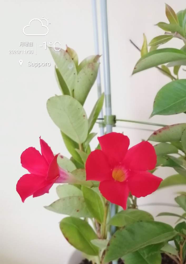 部屋の画像 by はく社長さん | 部屋とサンパラソルと開花と星型のお花とおうち園芸