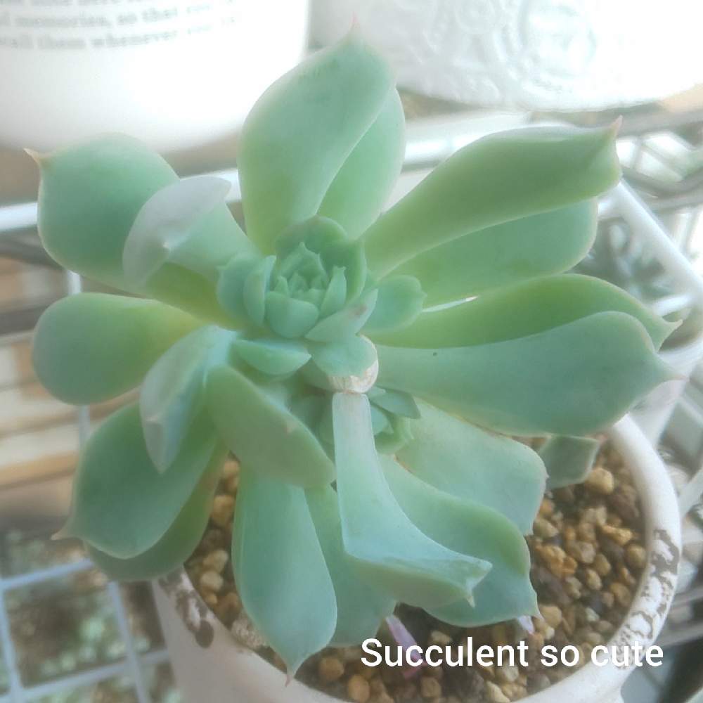 エントランスの画像 by Succulent so cute ♥さん | エントランスとAltoniとchoenji succulentと秋の多肉ちゃんとチーム大阪とno green no lifeとお気に入り~✴️とエケベリア属とスマホ撮影加工なしとsucculent so cute ♥️とチームグリーンとgreenとSucculent Lifeとenjoy botanical life ♥️とcute ♥️ エケとso cute garden ♥️とcute ♥️ AltoniとGS萌え~✴️と多肉コレクション♥と葉っぱlove♥とsucculentとsucculent love ♥