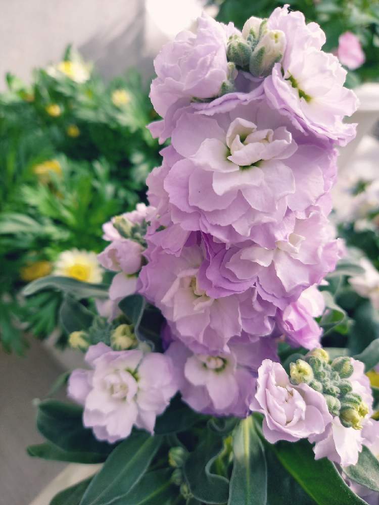 の画像 by あーやさん | ストックと八重咲きストックと紫色の花とおうち園芸