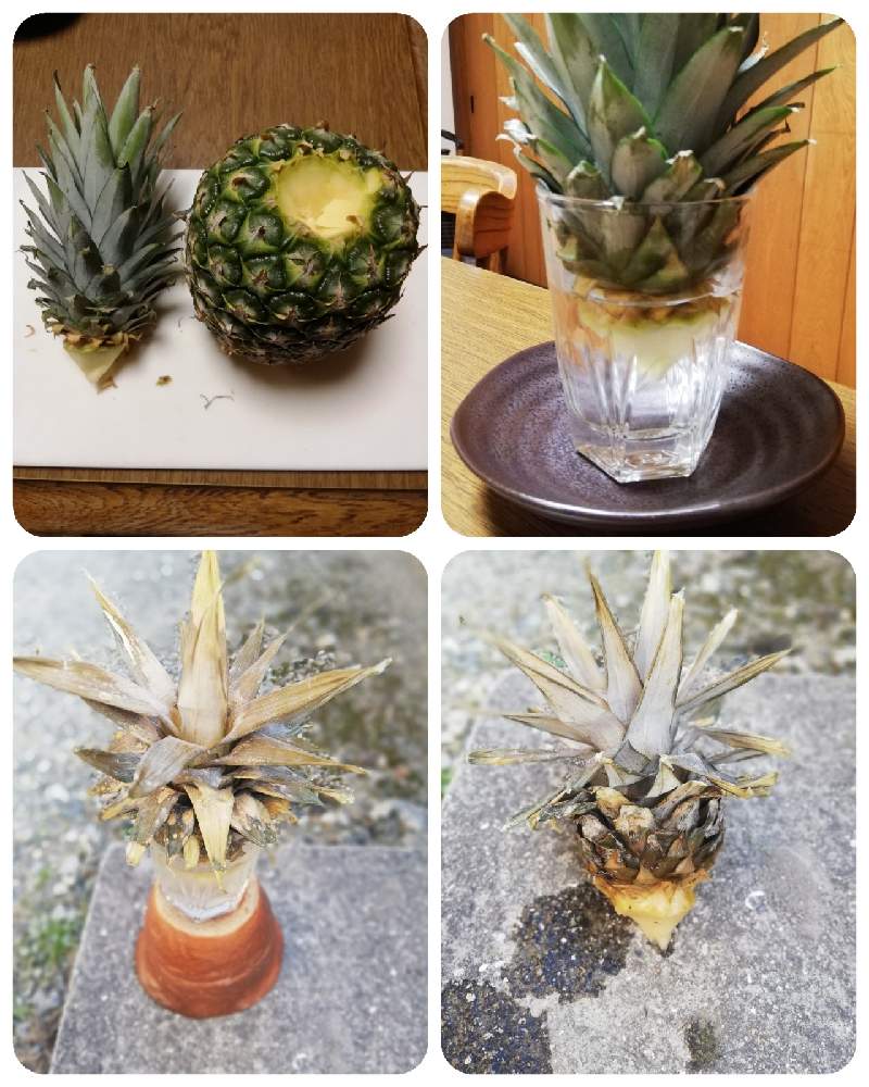 キッチンの画像 by ワイルドガーデンさん | キッチンとパイナップルと家庭果樹とおうちde菜園とあつまれ果樹の森