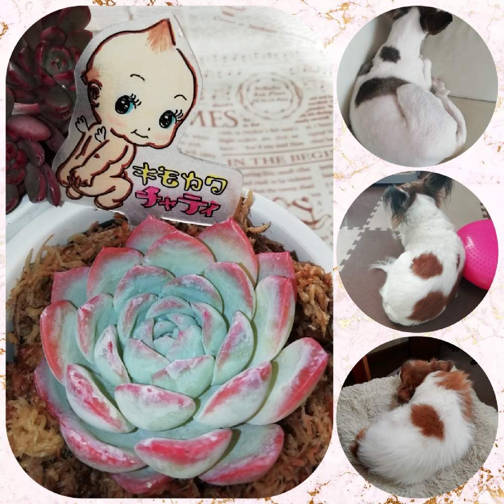 バルコニー/ベランダの画像 by チャティさん | バルコニー/ベランダとウォーターリリーと多肉大好きとキモカワ倶楽部と大オケツの日と多肉植物のある暮らしとおうち園芸とコロナに負けるな!と多肉女子とオケツの日とパピヨンとウォーターリリー♡