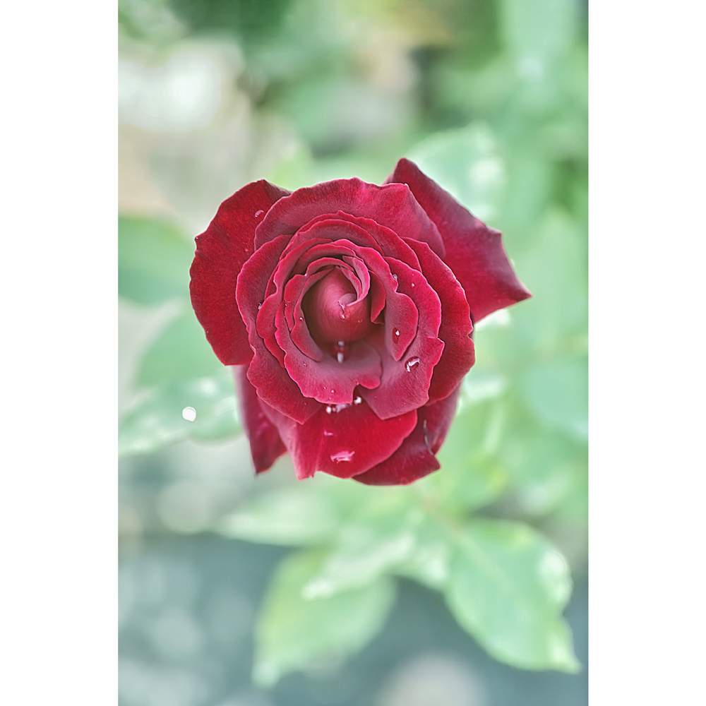 の画像 by nesoさん | 黒真珠とnesoの薔薇と旧古河庭園とローカルカメラマンかな?!(笑)と月曜日にはバラをとFoveon