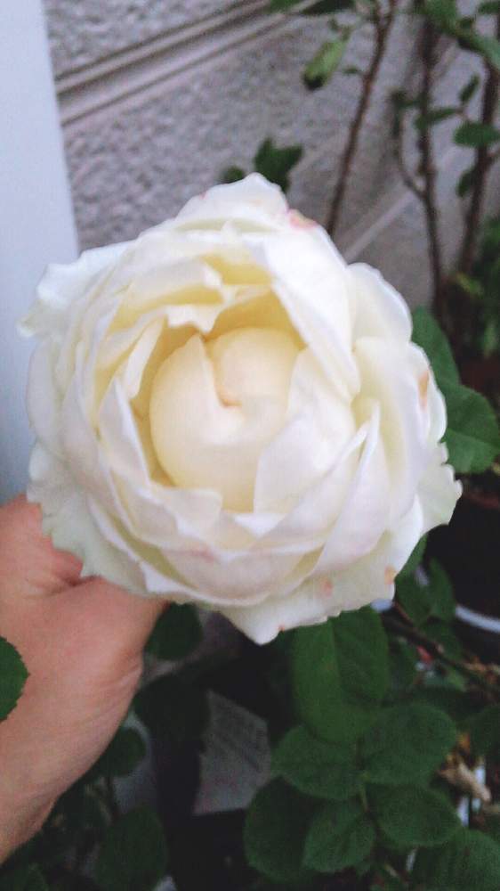 エクステリアの画像 by なおっちさん | エクステリアとミニバラ・インフィニティと花期が長いとばら バラ 薔薇とインフィニティ ホワイトとおうち園芸
