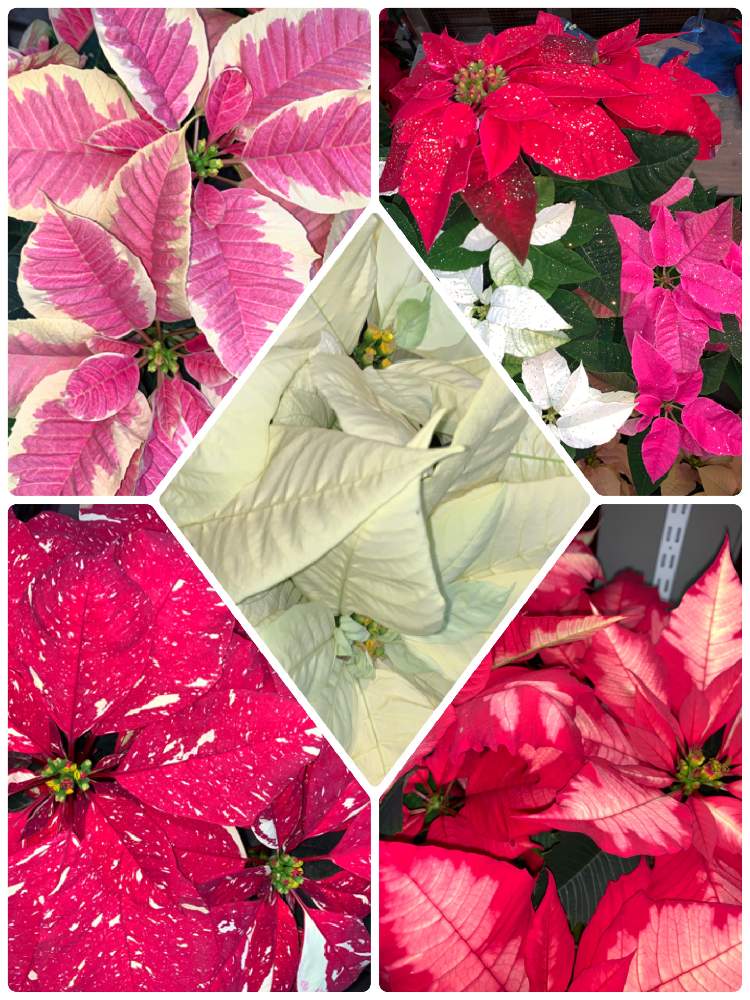 お出かけ先の画像 by EMIさん | お出かけ先とお花屋さんの店先でとポインセチア♡と白いお花と紅い花とうすピンク色と花のある暮らしと少し濃いピンクのお花〜*とシクラメン-2020