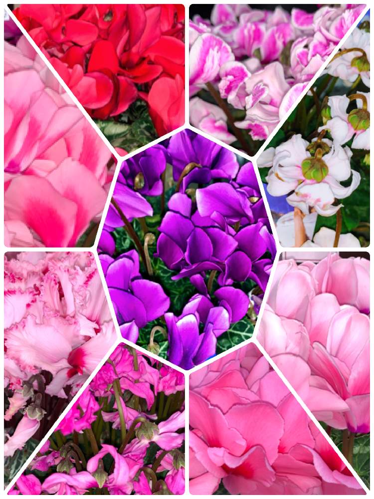 お出かけ先の画像 by EMIさん | お出かけ先とお花屋さんの店先でと紫色のお花とシクラメン大好きと白いお花と紅い花とうすピンク色と花のある暮らしと少し濃いピンクのお花〜*とシクラメン-2020