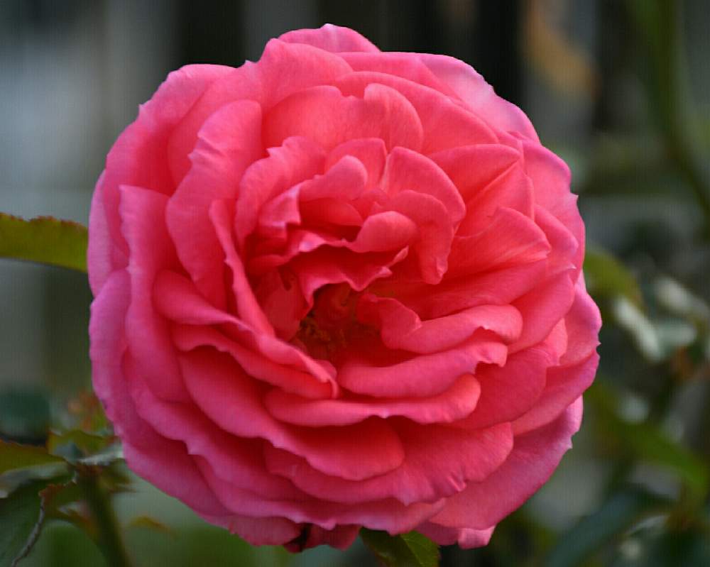 の画像 by naokichiさん | ばら バラ 薔薇と薔薇愛同盟と花のある暮らしと薔薇♪とバラ・ミニバラ