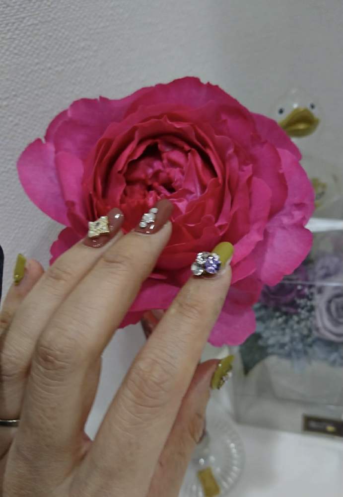 バス/トイレの画像 by ☆Mayuka☆さん | バス/トイレとイヴ・ピアジェと薔薇 イヴ・ピアッチェと皆さんの優しさに感謝.•*¨*•.¸¸♬と感謝の気持ちを忘れないと新型コロナウイルス拡げない!とTEAMほほえみといつもありがとう♡とコロナウイルスの終息を願う!とこんな時こそ花をとGSのみなさんに感謝♡とおうち園芸とstay safeとネイルとお花は人を元気にするとGSのみなさんに感謝!と医療現場の人々に感謝とお花で癒されよう❤️と『ひとりじゃない、繋がろう』とバラを楽しむと繋がりに感謝✨とクリスマス気分♪