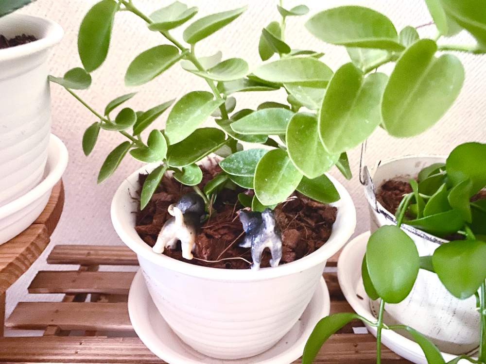 部屋の画像 by iroaさん | 部屋とホヤ・クミンギアナと観葉植物と大オケツの日とホヤ クミンギアナと⭐️ホヤの記録とホヤとホヤはいいぞ!と成長記録とオケツの日とホヤ大好き