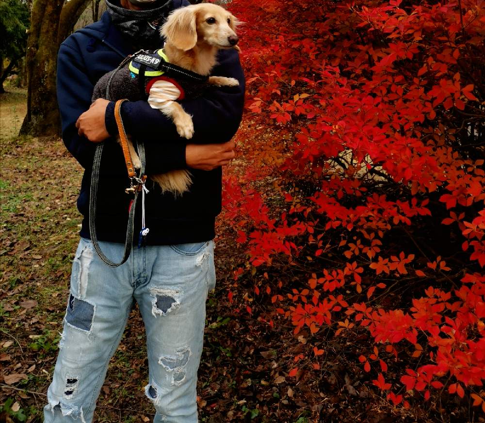の画像 by ひろさん | 紅葉と教えて下さい!と紅葉フォトコン2020と観葉植物と植物のある暮らしとよろしくお願いしますとビザール苗とおうちde菜園とGS映えとみなさんおしえてとGS日和とコーデックスとおうち園芸とGSミニモニ。とコロナおしりペンペン( ・᷄ὢ・᷅ )と熱帯植物