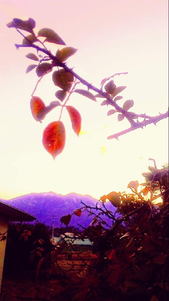 畑の画像 by TOTOROGAOさん | 畑とバラの葉 紅葉と南アルプスの 雪景色と#お花好き✨と植物のある暮らしと森の Powerと野あざみと私に、出来る ささやかな 想いと自然と 共にと# スマホ写真と# 私の 好きな 花 ☆とGSのみなさんに感謝♡と八ヶ岳への 道のり✨と大地✨地球上☆生命体と# 山野草と元気に Go!と#花のある暮らしと大きな 木と#朝散歩とガーデニングと素敵な仲間たちと散歩で見つけた素敵✨と#写真好き