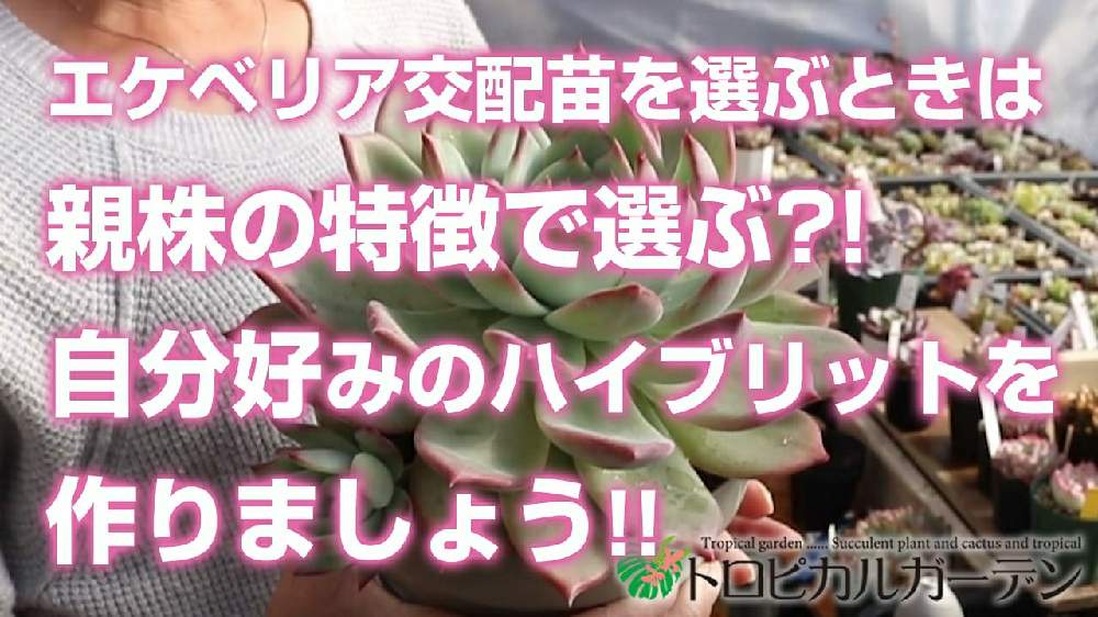 小さな庭の画像 by トロピカルガーデン埼玉さん | 小さな庭と多肉植物と韓国苗販売とおうち園芸とエケベリア属と多肉女子とトロピカルガーデン群馬とタニラーと実生苗と多肉植物販売群馬とトロピカルガーデンと多肉植物販売埼玉と多肉植物 エケベリアとsucculent plantsとEcheveriaとsucculentとトロピカルガーデン埼玉