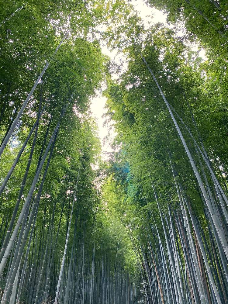 お出かけ先の画像 by pagu mamaさん | お出かけ先と竹林と1,000万枚突破と多肉鉢植え苗ケース希望