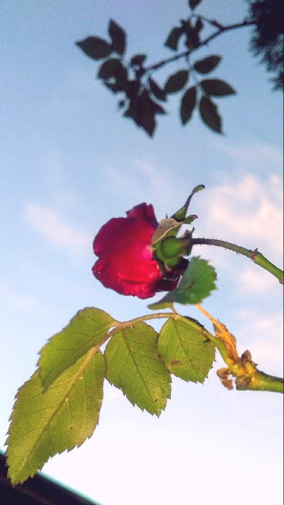畑の画像 by TOTOROGAOさん | 畑と夕日に 照らされ 薔薇と#お花好き✨と植物のある暮らしと森の Powerと野あざみと私に、出来る ささやかな 想いと自然と 共にと# スマホ写真と# 私の 好きな 花 ☆とGSのみなさんに感謝♡と八ヶ岳への 道のり✨と大地✨地球上☆生命体と# 山野草と元気に Go!と#花のある暮らしと大きな 木とエールとガーデニングと素敵な仲間たちと散歩で見つけた素敵✨と#写真好き
