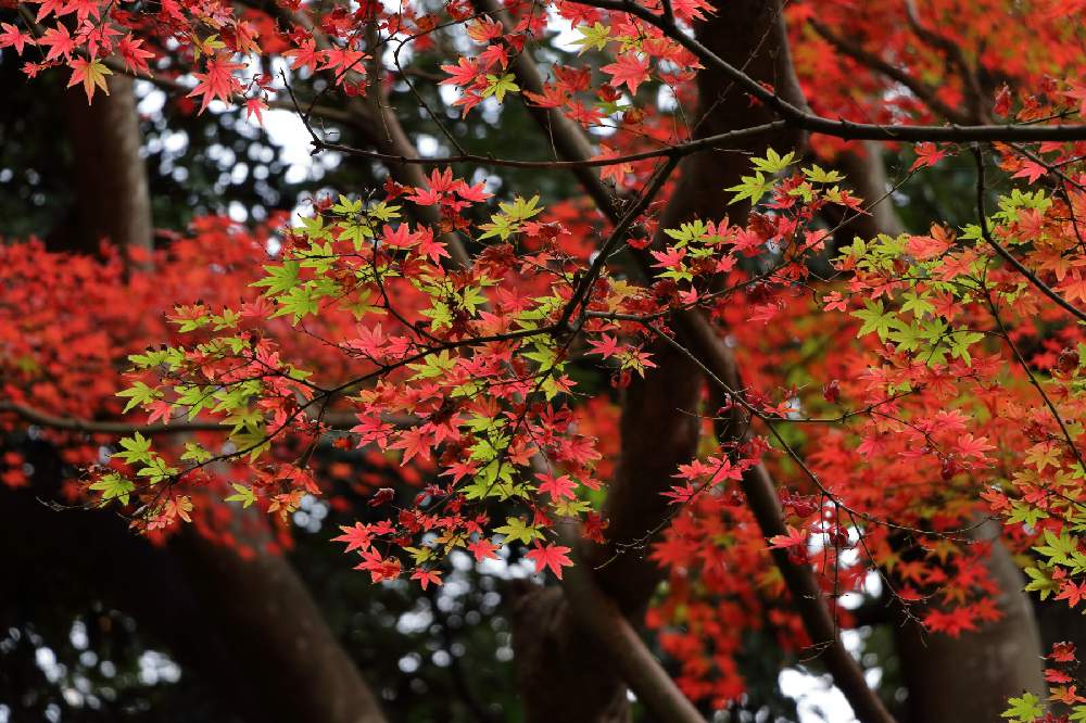 お出かけ先の画像 by Levo327さん | お出かけ先と紅葉ともみじと紅葉(こうよう)と大磯城山公園とCanon EOS 80Dと紅葉フォトコン2020と樹木