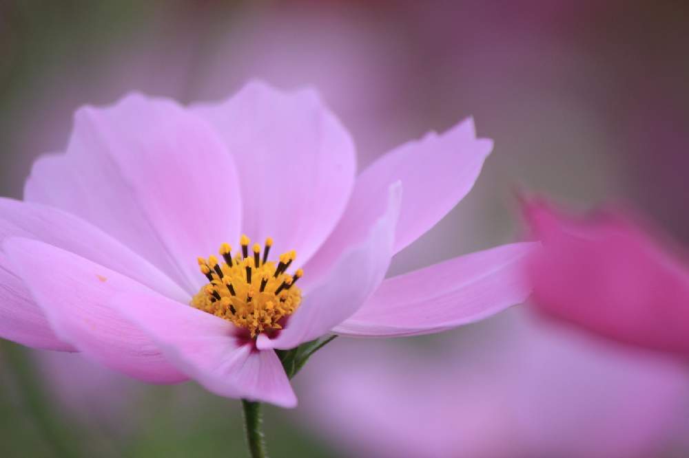 お出かけ先の画像 by コーヒーたいむさん | お出かけ先とコスモス♡とやさしい色...とピンクの花と心落ち着くと花のある暮らしと心癒すと秋コスモスとこすもすと✿︎ コスモス祭り ✿︎