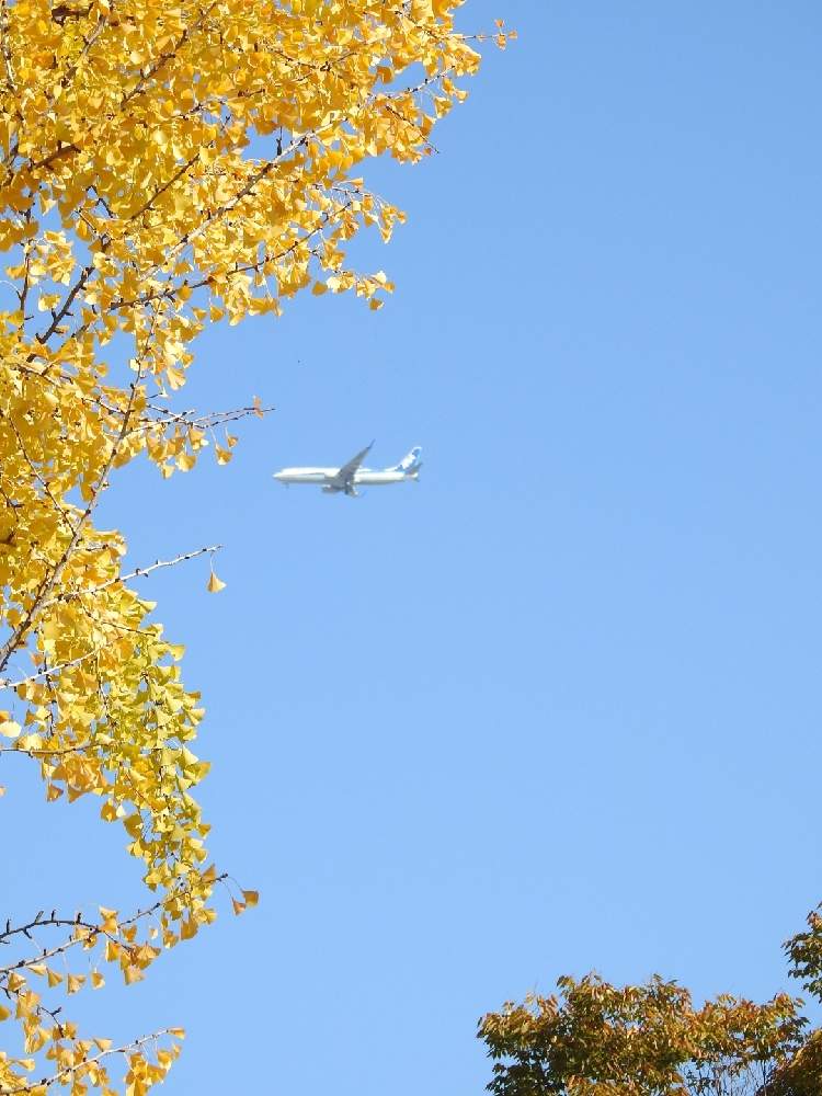 お出かけ先の画像 by まっさんno.1さん | お出かけ先とイチヨウ♡と黄葉とANAの旅客機と青空と一緒にとGS映えとドライブとウオーキングと大阪城公園