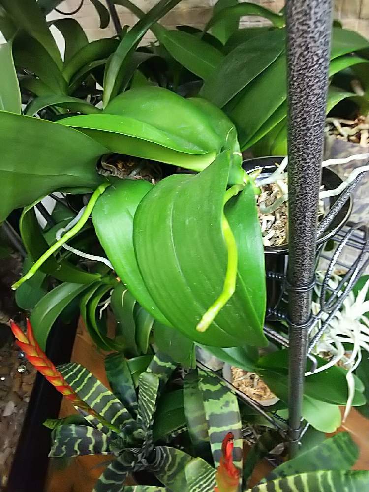 部屋の画像 by Hawaiian dolphinsさん | 部屋と胡蝶蘭の花芽と花芽と観葉植物と花を咲かせるとおうちde菜園とおうち園芸と癒し系とかわぃぃ。と胡蝶蘭の花芽?とお店の入り口