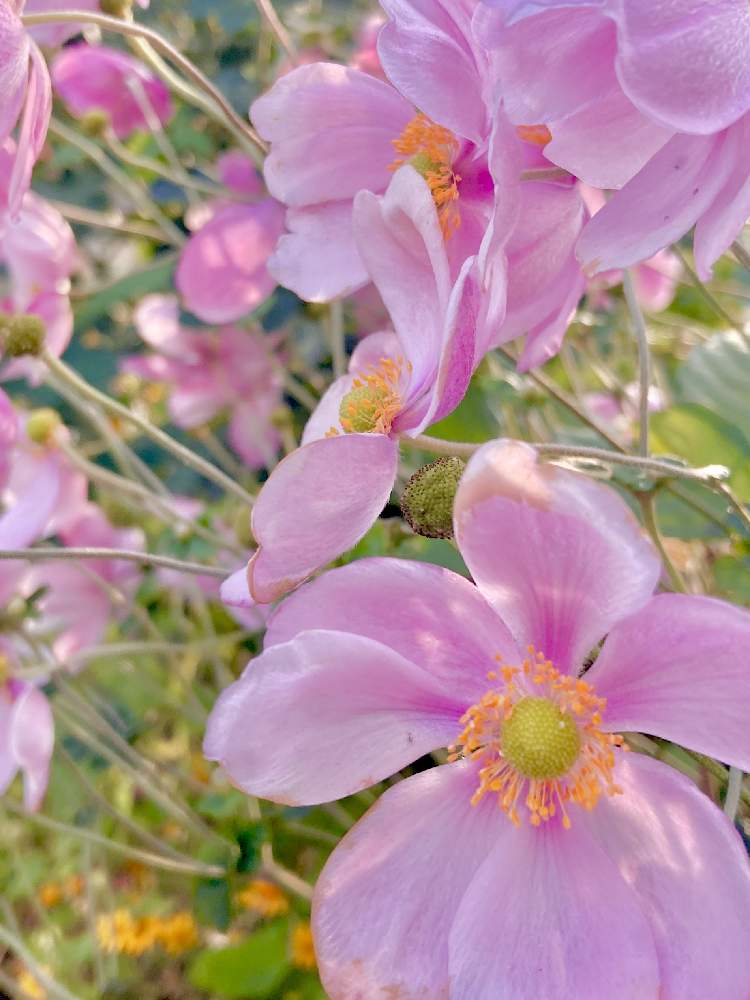 お出かけ先の画像 by ヒーちゃんさん | お出かけ先と秋明菊☆と花言葉と誕生花と今日はなんの日