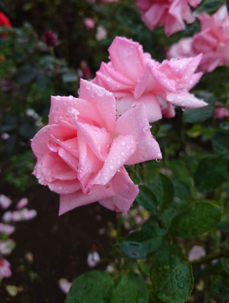 お出かけ先の画像 by カタカゴさん | お出かけ先と薔薇 プリンセスアイコと代々木公園と医療・介護の皆様に感謝と乗り切ろうコロナと素敵な花と秋の風情ときれいと頑張れ日本とありがとう医療従事者の方々と薔薇♪とピンクのはなと良い香りと㊗️コーヒーたいむさん200pic