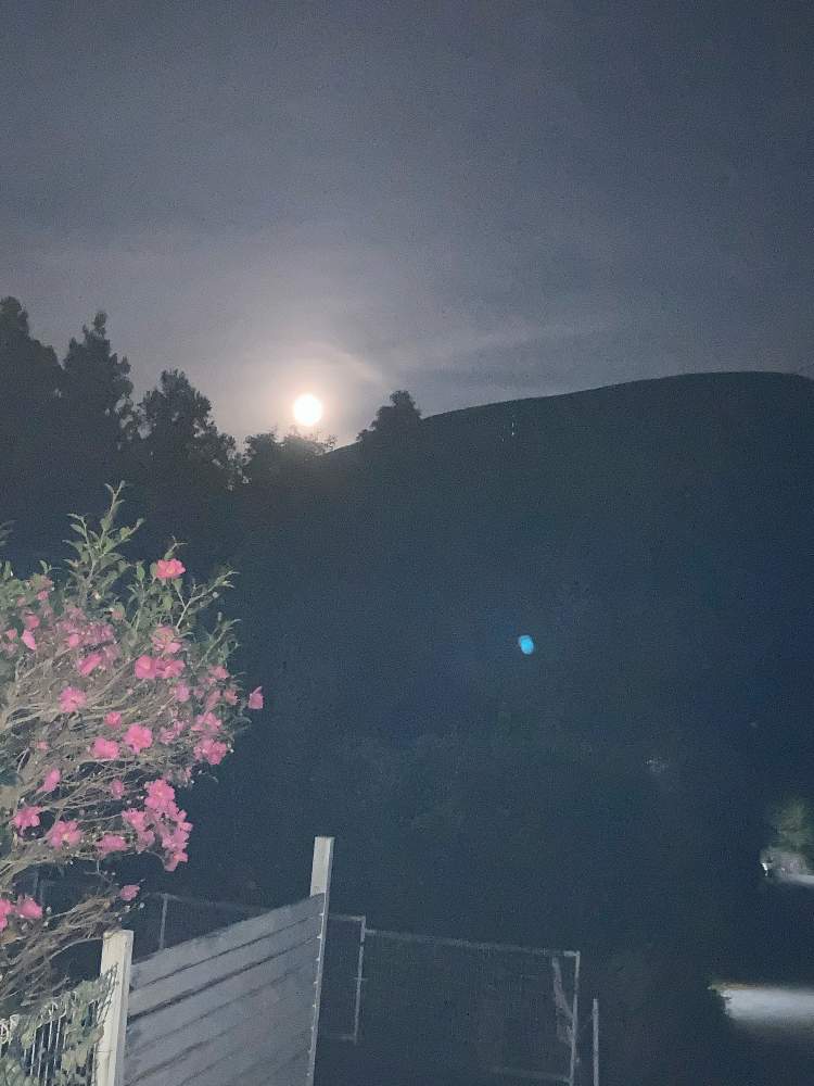 の画像 by のいまいさん | サザンカと大室山⛰と満月ビーバームーンと写真中毒といつもありがとう❣️と家の周りとコロナに負けるな‼️と感謝❤️