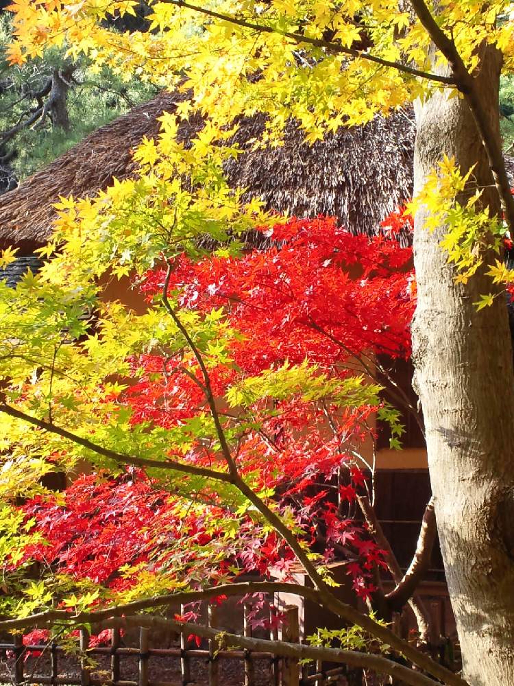お出かけ先の画像 by hiLa-ya hilaryさん | お出かけ先と紅葉(こうよう)と紅葉フォトコン2020