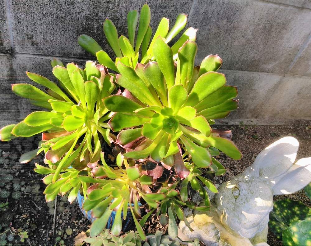 小さな庭の画像 by 鯱さん | 小さな庭と黒法師と多肉植物とアエオニウム属とおうち園芸と楽しいカワイイ
