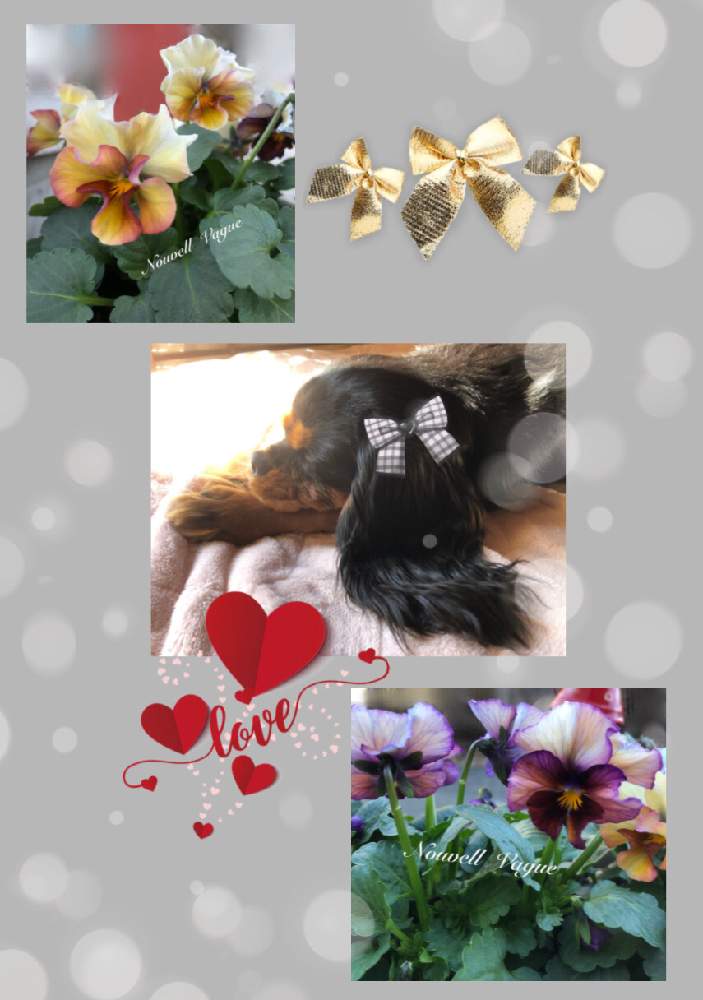 エントランスの画像 by ❤︎Hypnotic❤︎さん | エントランスと❤︎お芋大好き犬❤︎と犬のいる暮らし❤︎と❤︎Nouvell Vague❤︎と❤︎Luvin' you❤︎と❤︎くっきぃ9ヶ月❤︎と可愛い子!とキャバリアブラックタンとI Luv it !