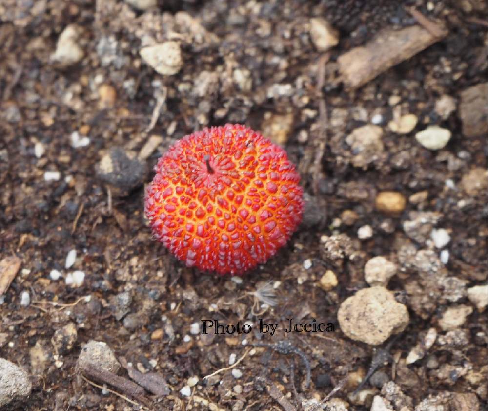 の画像 by 目指せ!自慢の庭さん | 可愛い木の実 赤とおうち園芸と釣り鐘型の花と庭のある暮らしと木になる苺ところりんとと苺の木と私のお庭