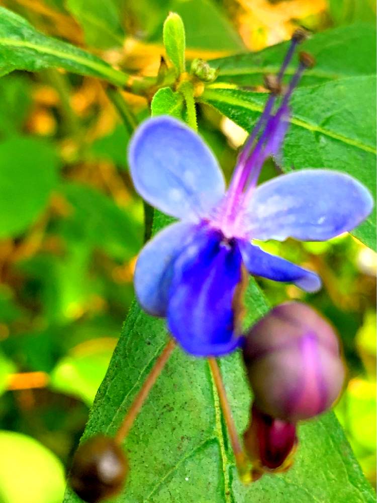 お出かけ先の画像 by EMIさん | お出かけ先と花のある暮らしと大温室と青いお花