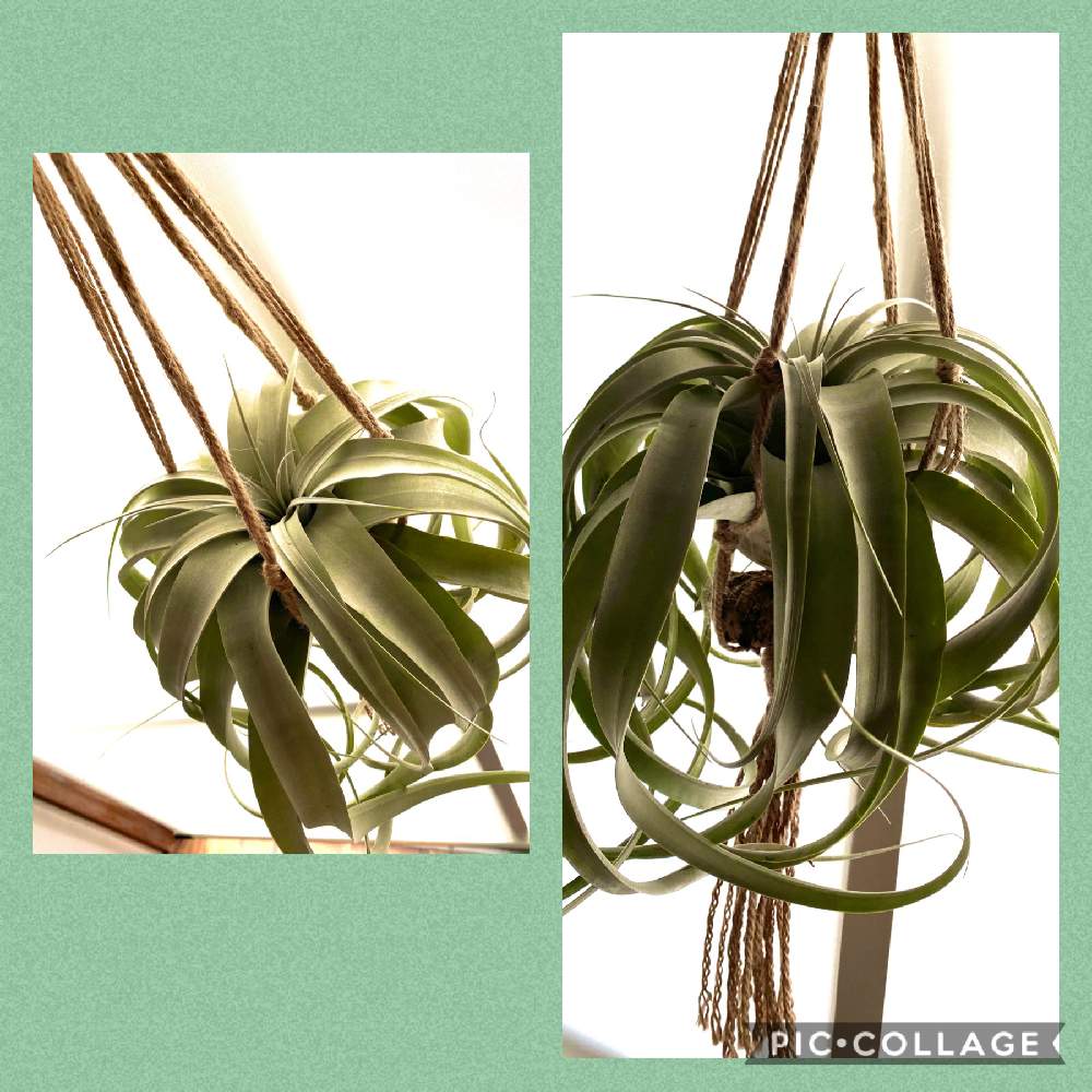 部屋の画像 by なっちゃんさん | 部屋とチランジア キセログラフィカと観葉植物を楽しむと緑に囲まれてとお部屋と観葉植物-2020とボタニカルライフとワサワサとありがとう❤️とモリモリと元気の源とカワイイ葉っぱと大きく育てたいといやされる