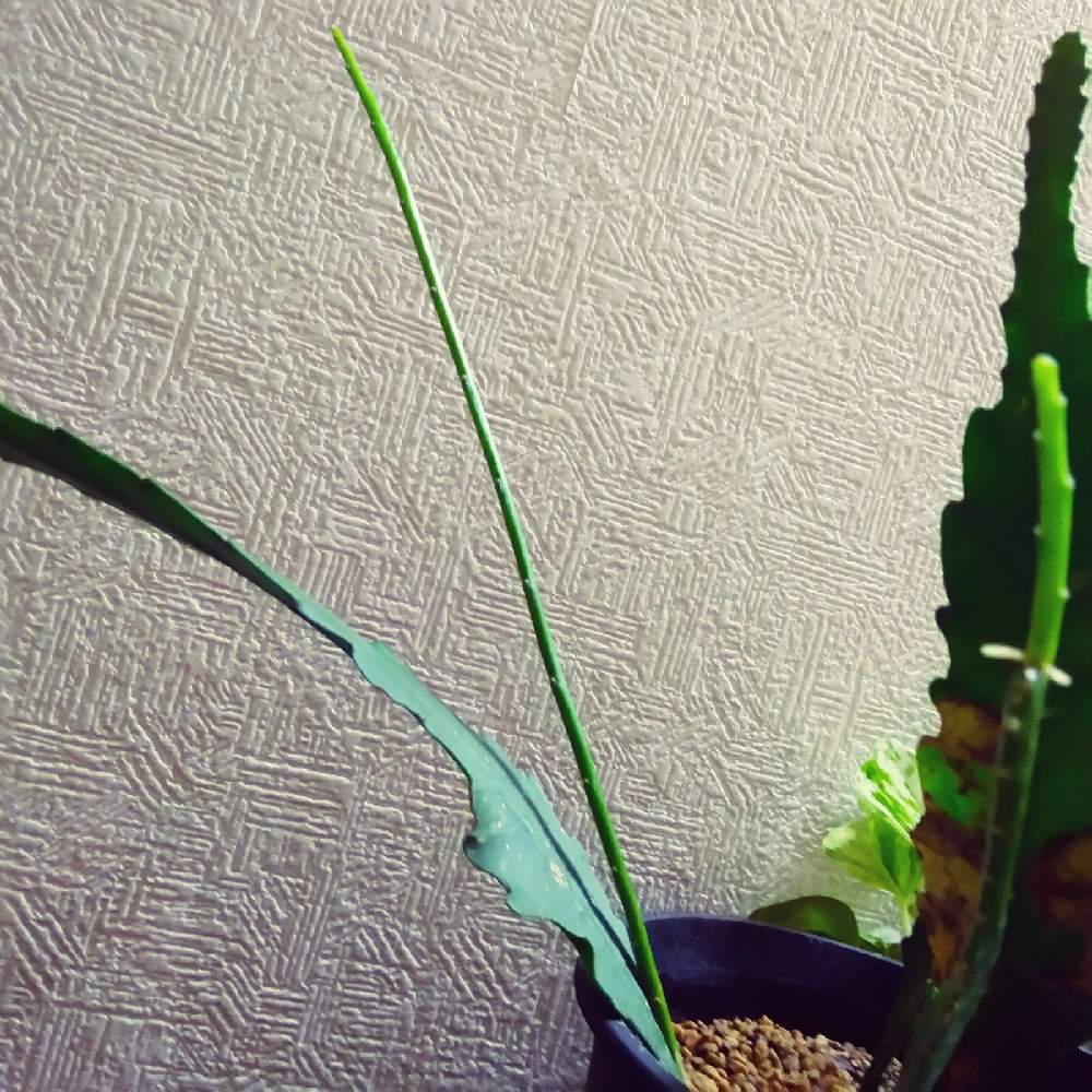 部屋の画像 by まりみさん | 部屋と植中毒とお部屋ジャングル化計画とおうち園芸とクジャクサボテン みなとまつり