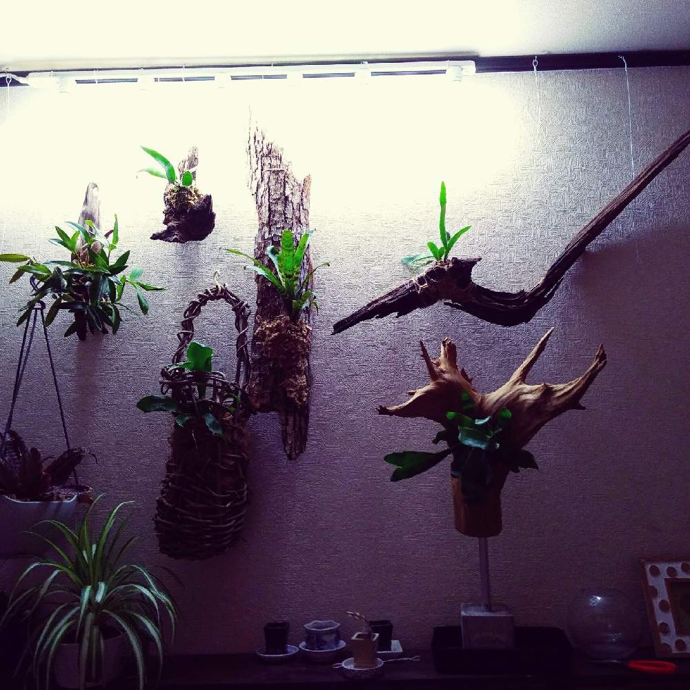 インテリアの画像 by まりみさん | インテリアと植中毒とお部屋ジャングル化計画とおうち園芸