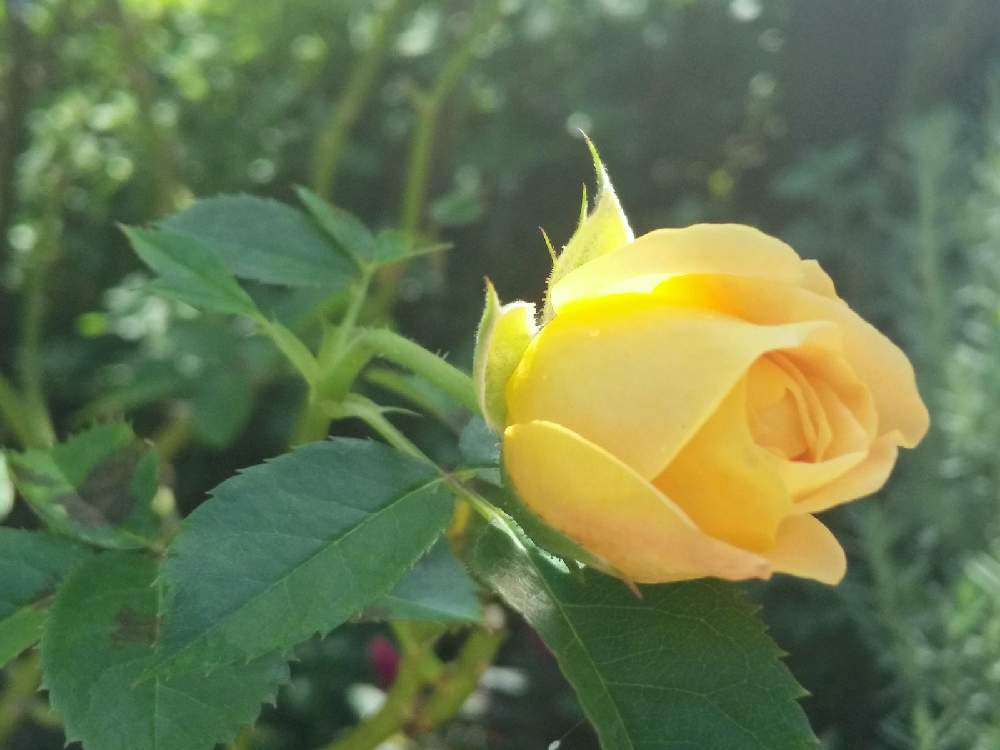 お出かけ先の画像 by 陽だまりの中で……さん | お出かけ先とばら 薔薇 バラ